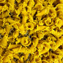 Bronze Die Fresh Campanelle Pasta