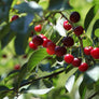 SiGi Wild Black Cherry Fruit Spread 7.8oz/220g