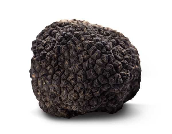 Italia Tartufi presents authentic Italian Fresh Black Summer Truffles - Tuber Aestivum Vitt. imported freshly on a weekly basis from Italy Burgundy aprox 3.57 oz