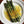 So'Boutargue Gourmet Kosher Grated Bottarga Made in France, 1.76 oz