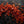 Aleppo Pepper