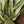California Bay Leaf