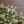 Chamomile