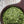 Chervil
