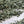 Moroccan Mint