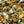 Orange Tarragon