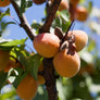 SiGi Italian Apricot Preserve 7.8oz/220g