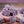 Andy Anand Sugar-Free Violet Candy Dragees, 100 pc, 2-Pack – Old-World European, Stevia Sweetened, Keto & Diabetic-Friendly Gourmet Gift Box