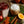 Holiday Tea