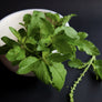 Tulsi Holy Basil Leaf, Granules