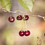 SiGi Wild Black Cherry Fruit Spread 7.8oz/220g