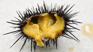 sea urchin roe
