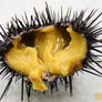 sea urchin roe